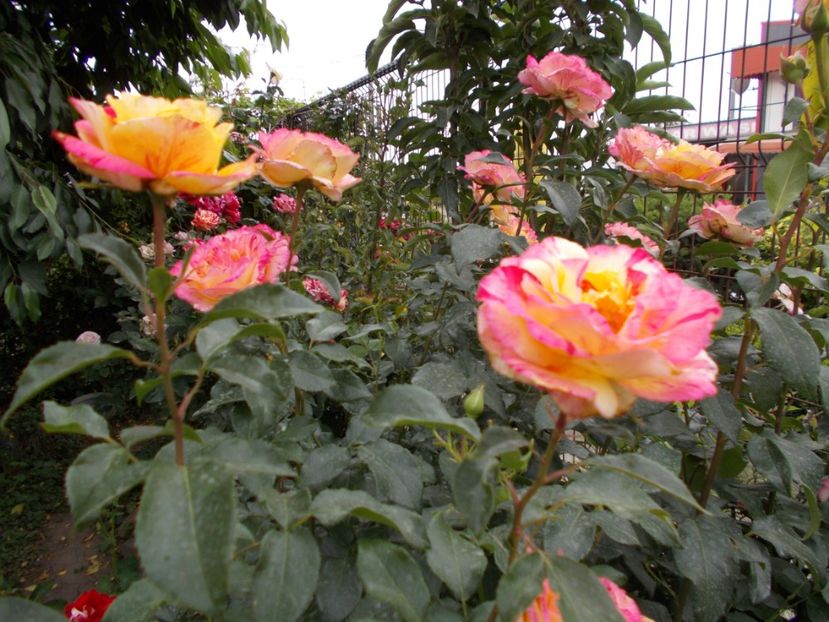  - Trandafiri si peisaje 2020-1