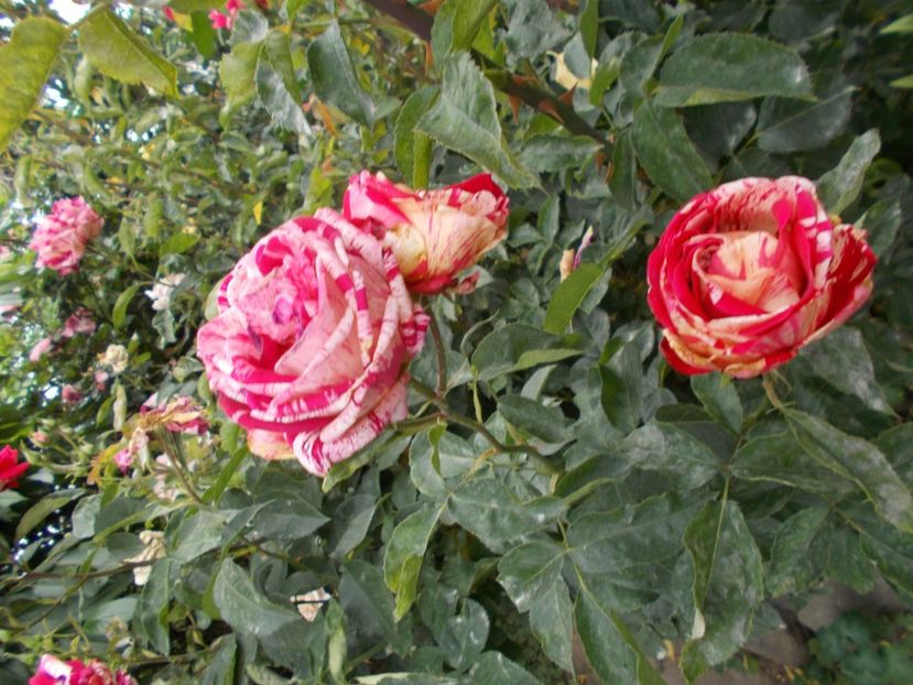  - Trandafiri si peisaje 2020-1