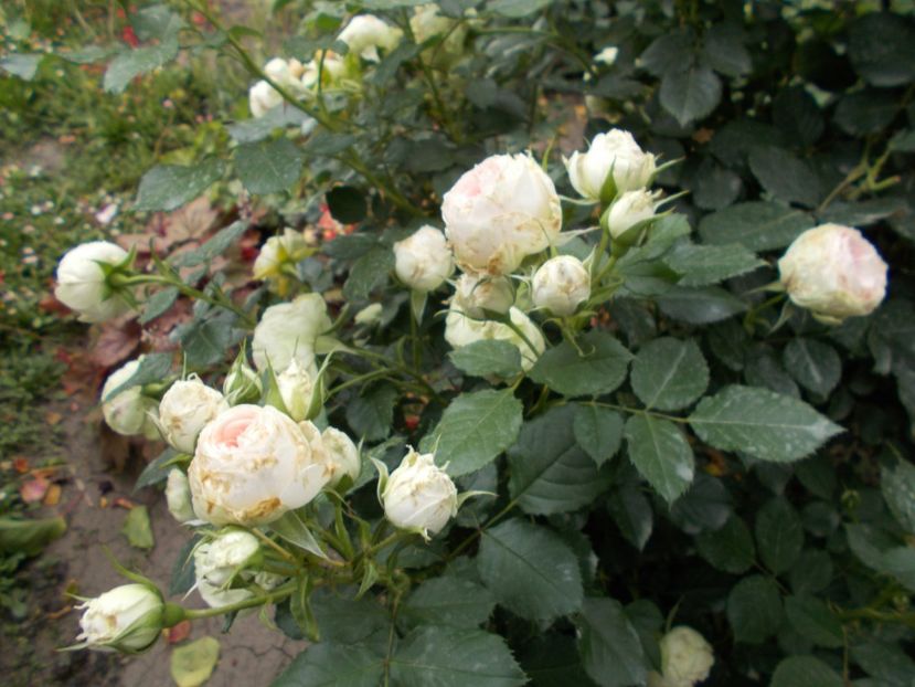  - Trandafiri si peisaje 2020-1