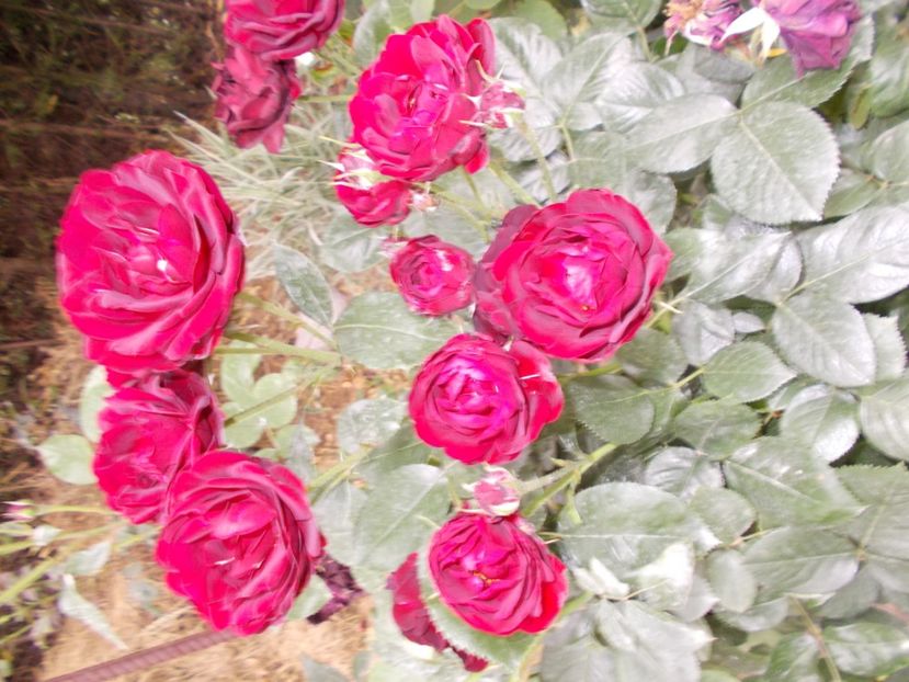  - Trandafiri si peisaje 2020-1