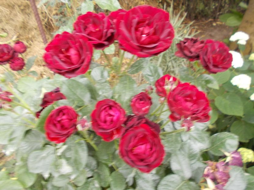  - Trandafiri si peisaje 2020-1