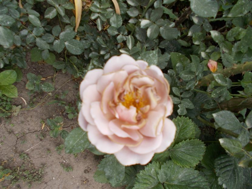  - Trandafiri si peisaje 2020-1