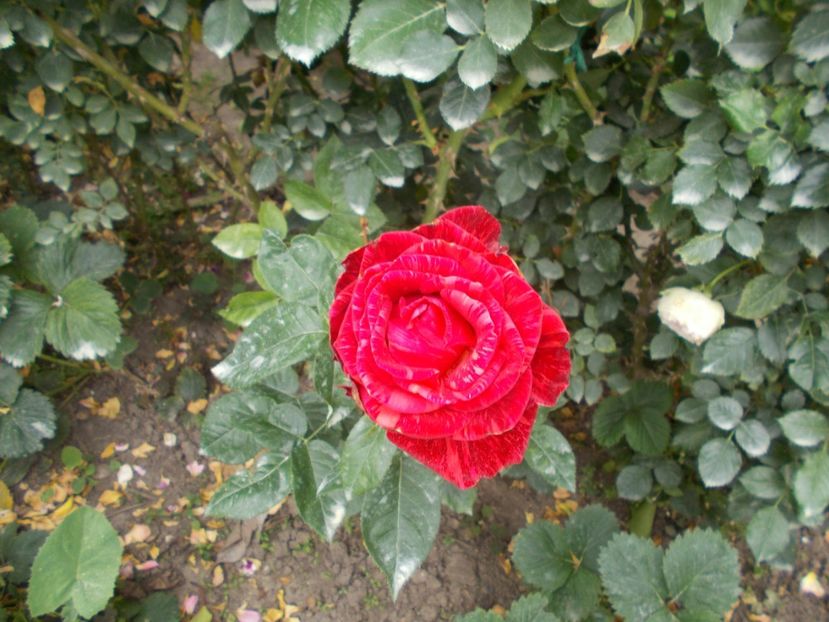  - Trandafiri si peisaje 2020-1