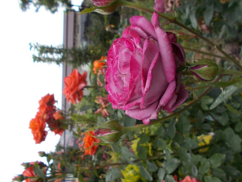  - Trandafiri si peisaje 2020-1