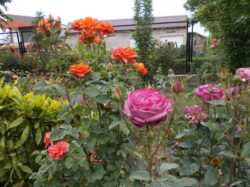  - Trandafiri si peisaje 2020-1