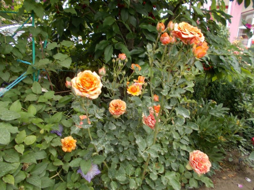  - Trandafiri si peisaje 2020-1