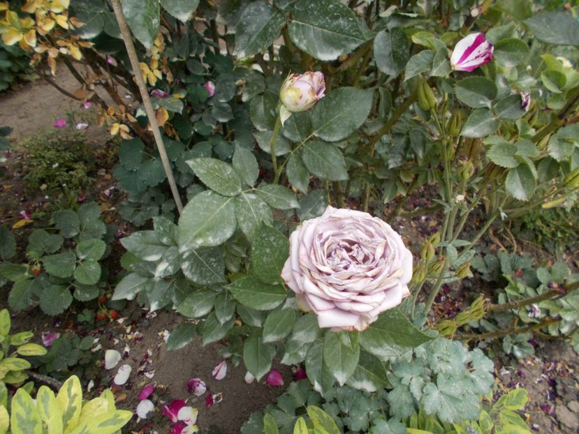  - Trandafiri si peisaje 2020-1