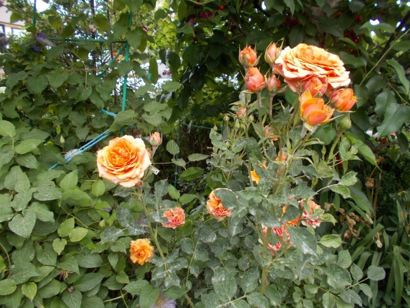  - Trandafiri si peisaje 2020-1