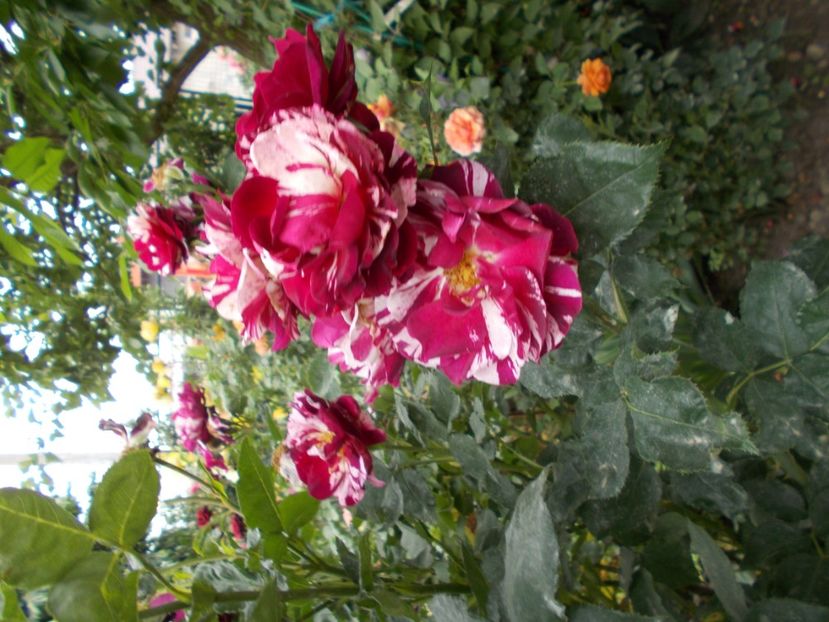  - Trandafiri si peisaje 2020-1