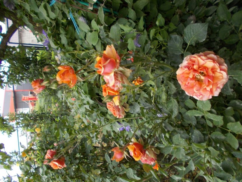  - Trandafiri si peisaje 2020-1