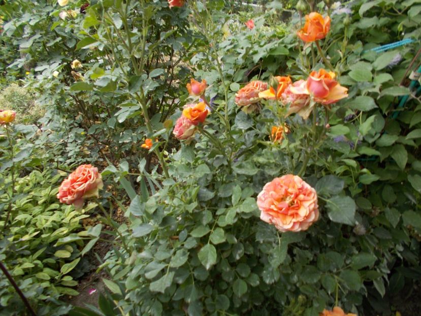  - Trandafiri si peisaje 2020-1