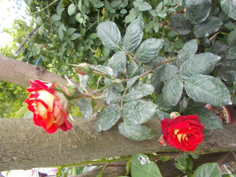  - Trandafiri si peisaje 2020-1