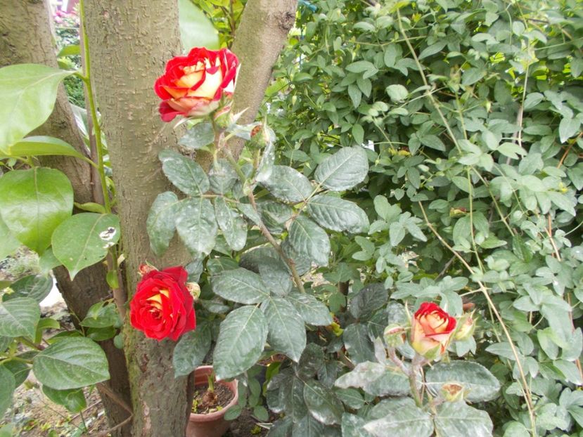  - Trandafiri si peisaje 2020-1