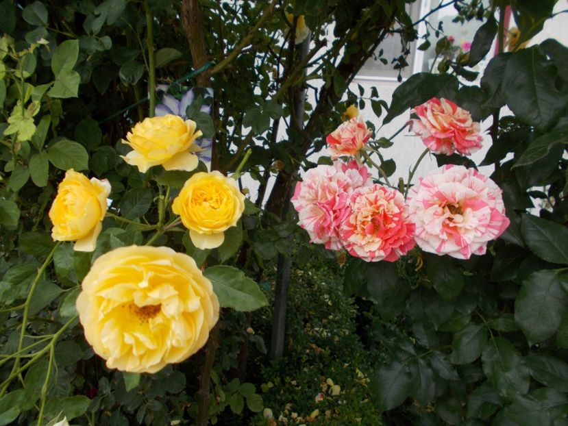  - Trandafiri si peisaje 2020-1