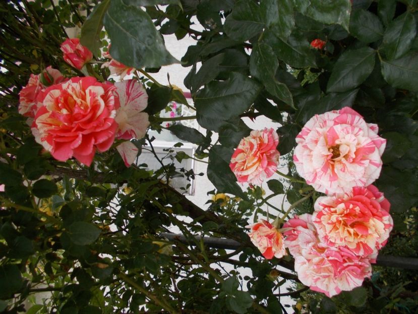  - Trandafiri si peisaje 2020-1