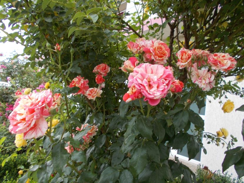  - Trandafiri si peisaje 2020-1