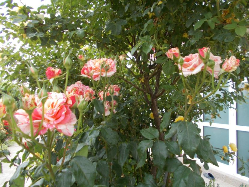  - Trandafiri si peisaje 2020-1