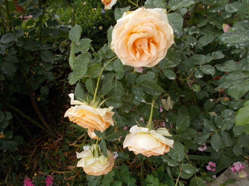  - Trandafiri si peisaje 2020-1