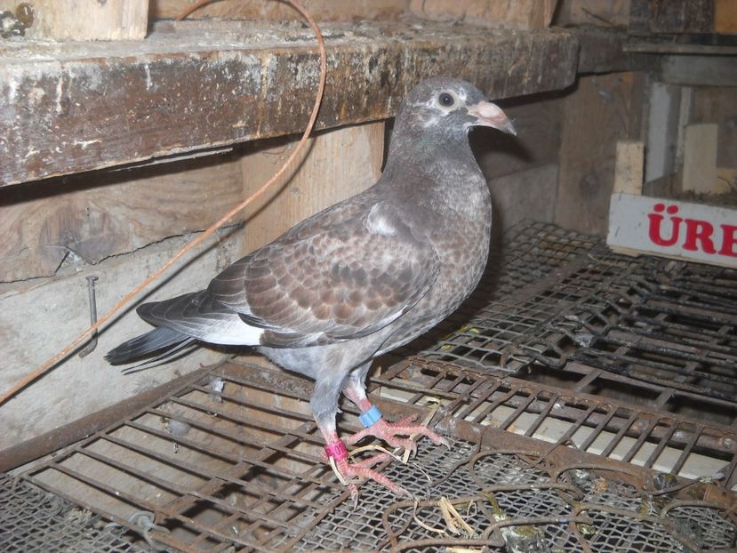  - UNDEVA IN SUCEAVA arhiva