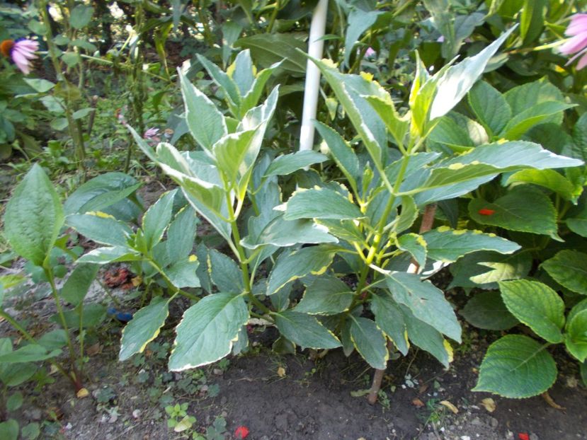  - Trandafiri si peisaje 2020-1