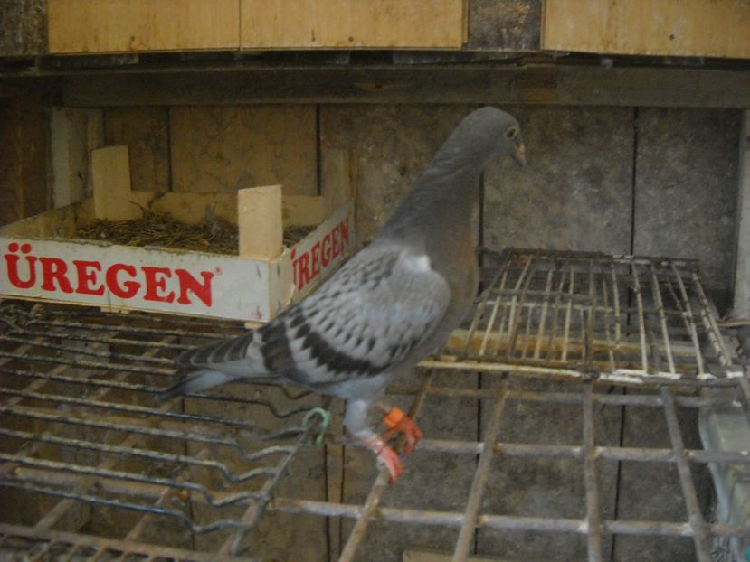  - UNDEVA IN SUCEAVA arhiva