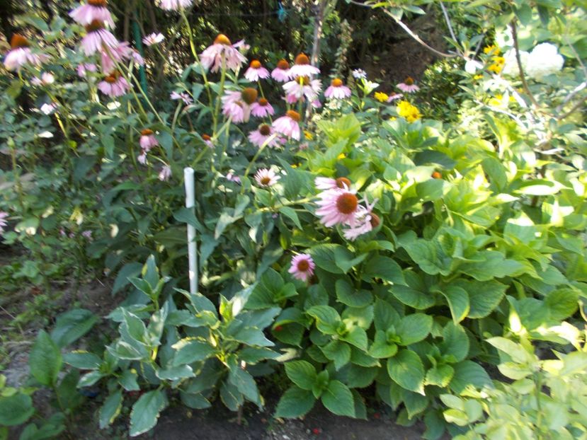  - Trandafiri si peisaje 2020-1