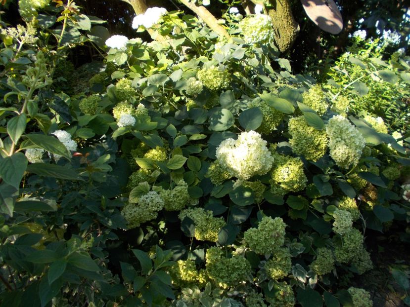  - Trandafiri si peisaje 2020-1