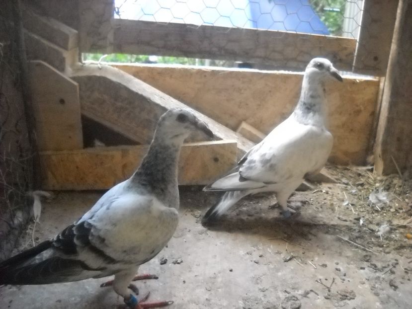  - UNDEVA IN SUCEAVA arhiva