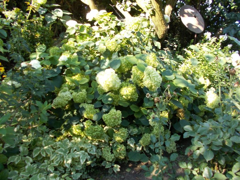  - Trandafiri si peisaje 2020-1