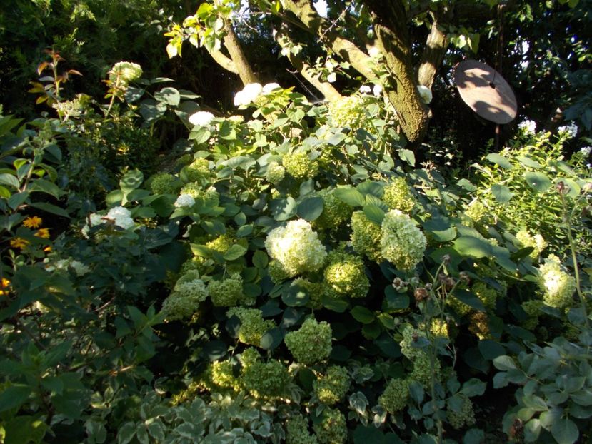  - Trandafiri si peisaje 2020-1