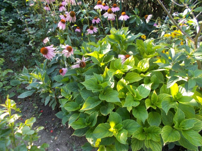  - Trandafiri si peisaje 2020-1