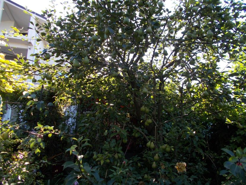  - Trandafiri si peisaje 2020-1