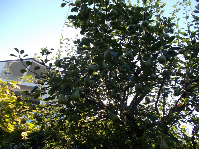  - Trandafiri si peisaje 2020-1