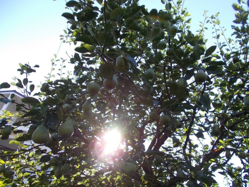  - Trandafiri si peisaje 2020-1