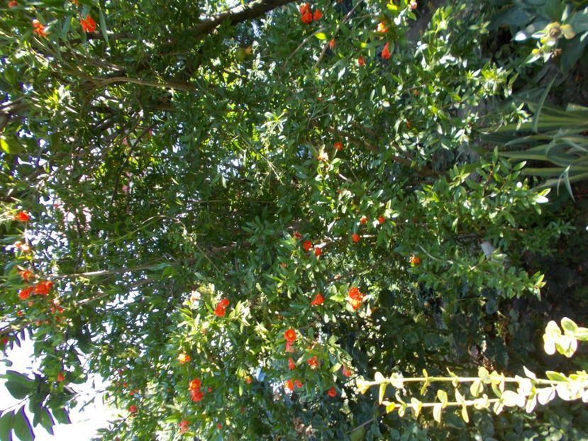  - Trandafiri si peisaje 2020-1