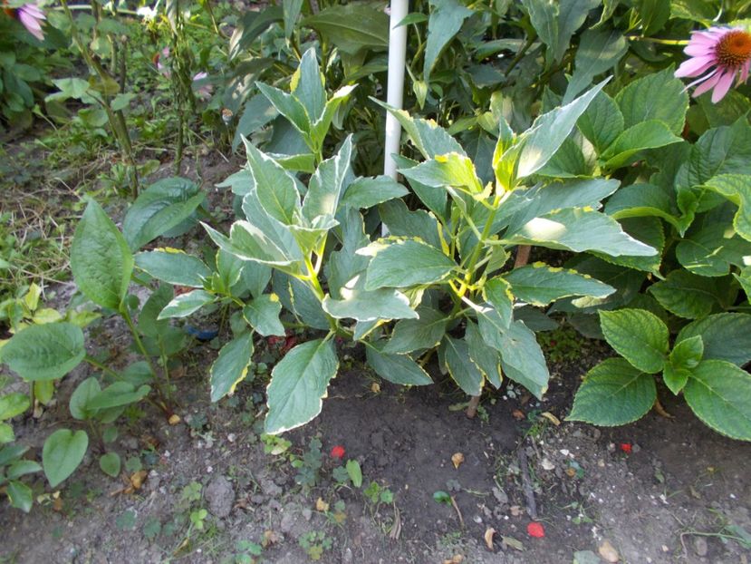  - Trandafiri si peisaje 2020-1