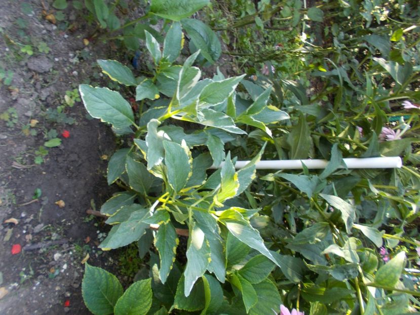  - Trandafiri si peisaje 2020-1