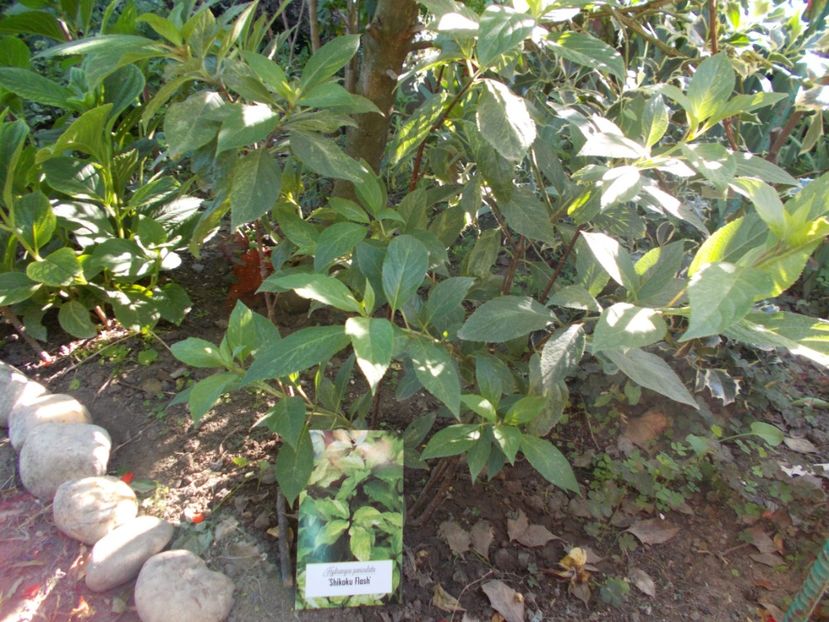  - Trandafiri si peisaje 2020-1