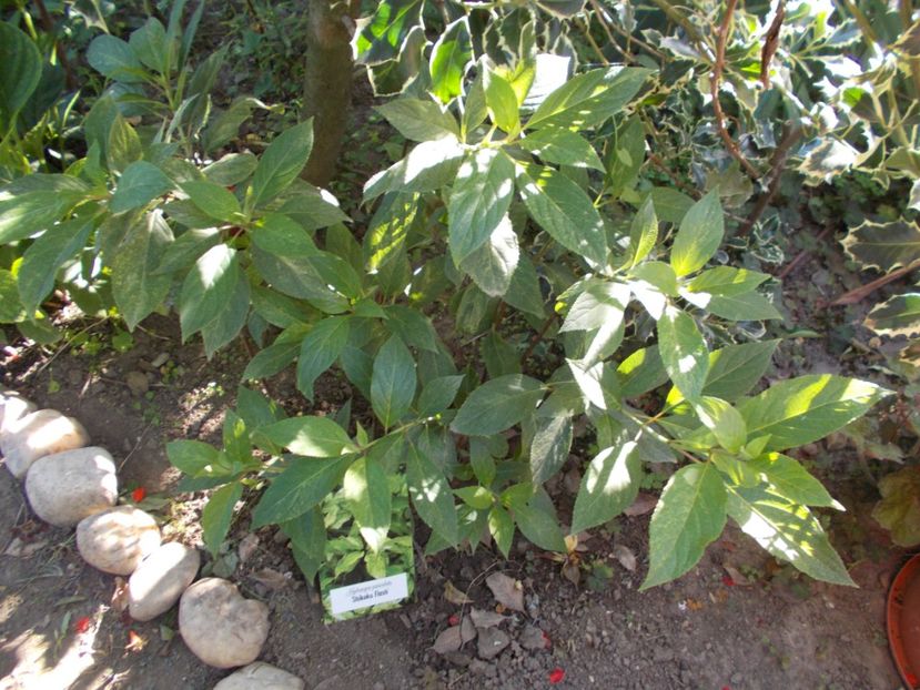  - Trandafiri si peisaje 2020-1