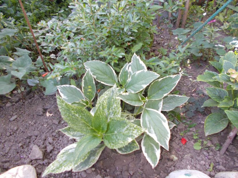  - Trandafiri si peisaje 2020-1