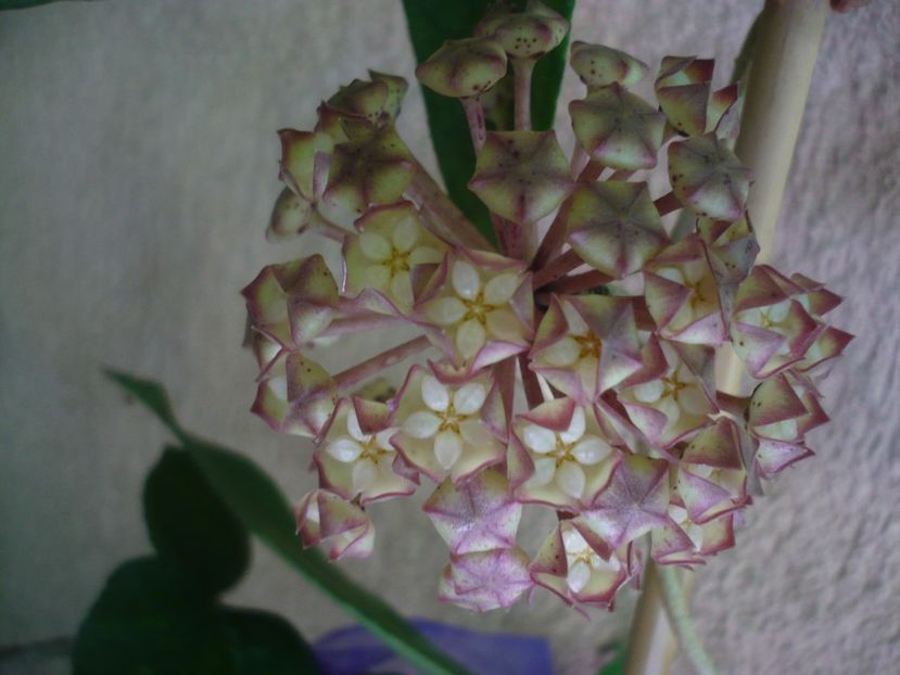 P1440845 - HOYA 2020-1