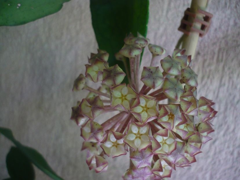 P1440847 - HOYA 2020-1