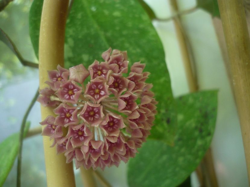 P1440892 - HOYA 2020-1