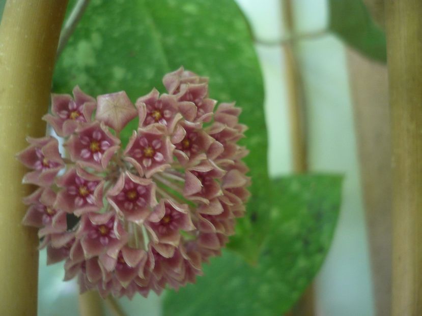 P1440893 - HOYA 2020-1