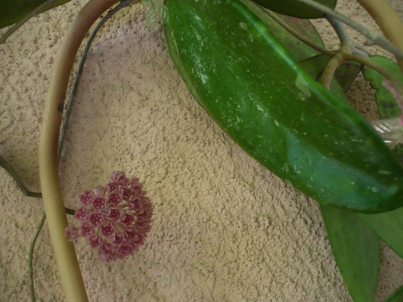 P1440894 - HOYA 2020-1