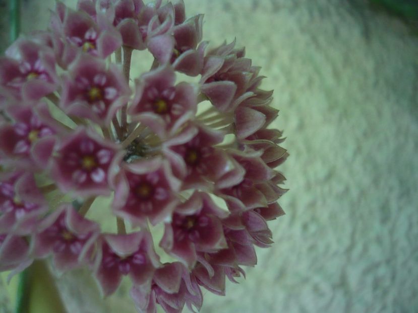 P1440896 - HOYA 2020-1