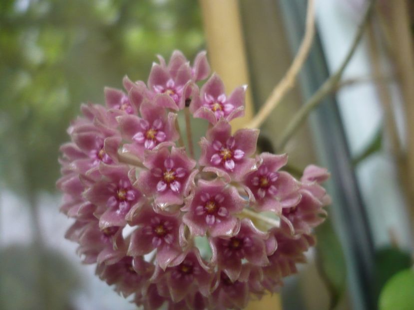 P1440935 - HOYA 2020-1