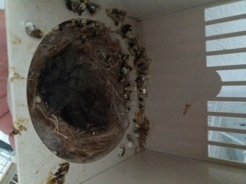  - pui hibrizi petrusi 2020