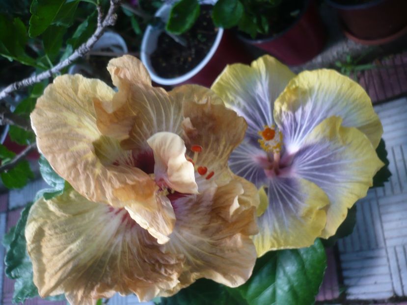 P1440870 - HIBISCUSI 2020-2