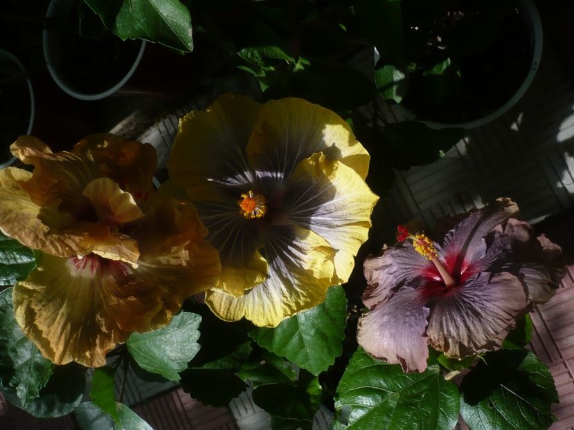 P1440875 - HIBISCUSI 2020-2